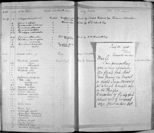 Haplochromis oligacanthus Regan, 1922 - Zoology Accessions Register: Fishes: 1912 - 1936: page 88