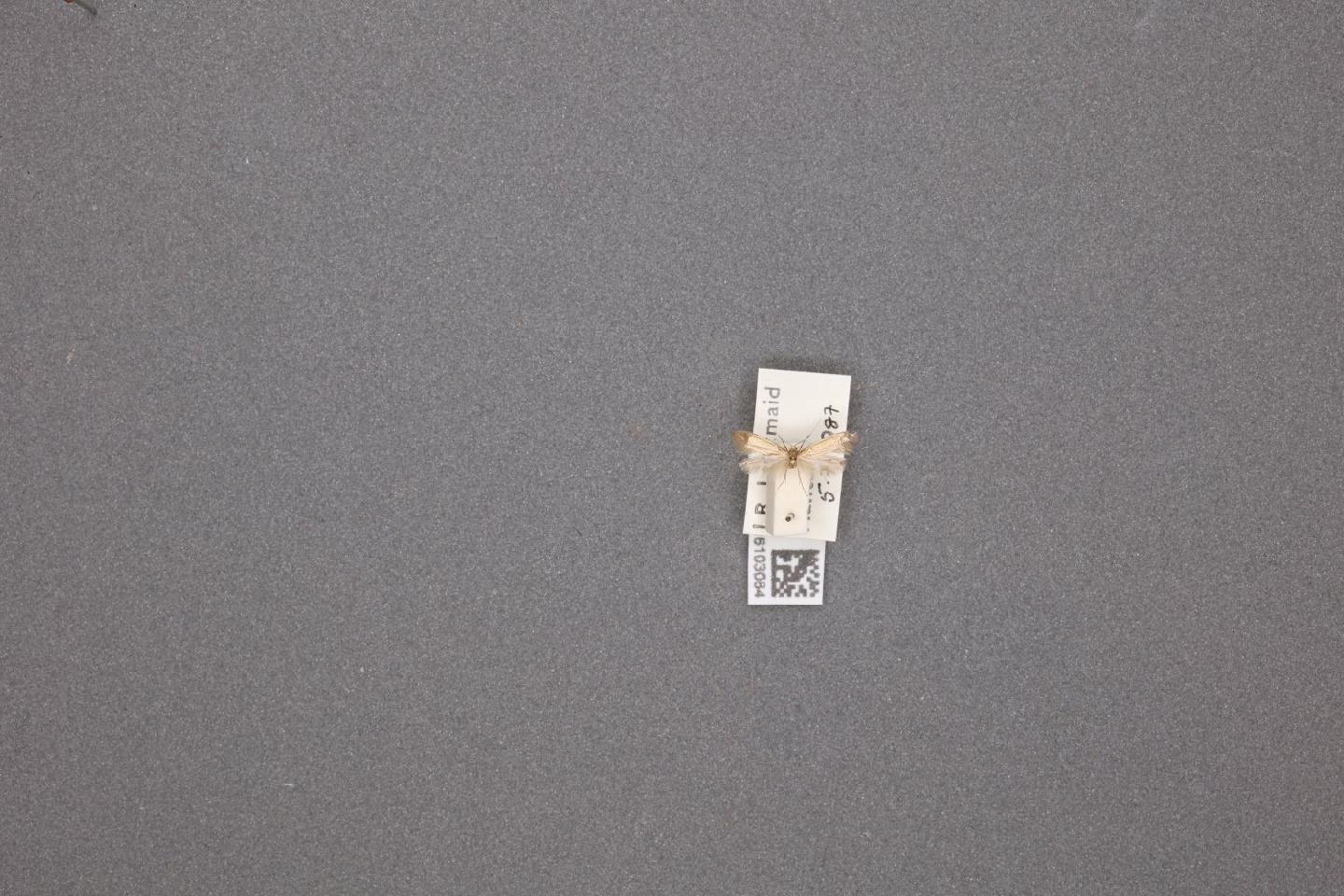 Argyresthia laevigatella thumbnail