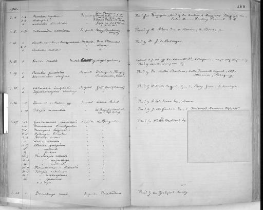 Muraena hepatica Rüppell, 1830 - Zoology Accessions Register: Reptiles & Fishes: 1904 - 1925: page 238