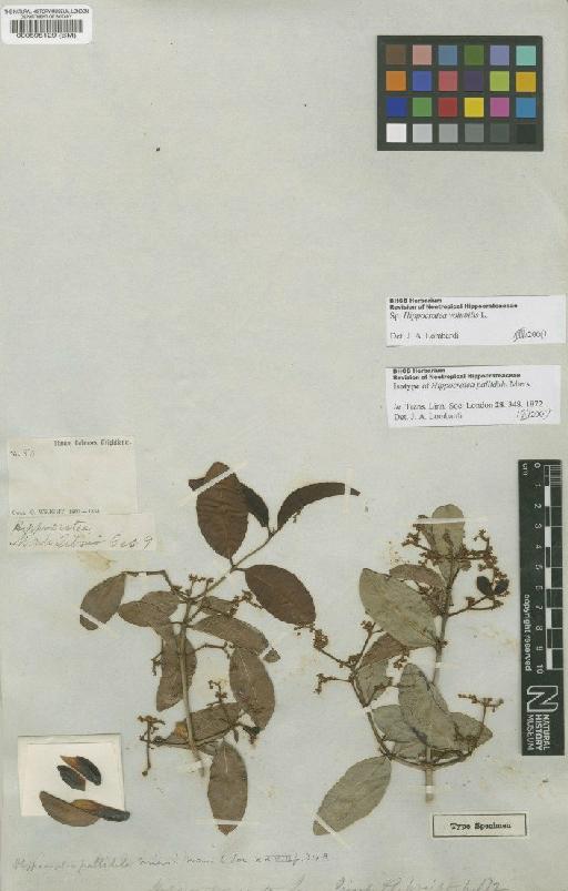 Hippocratea volubilis L. - BM000595129