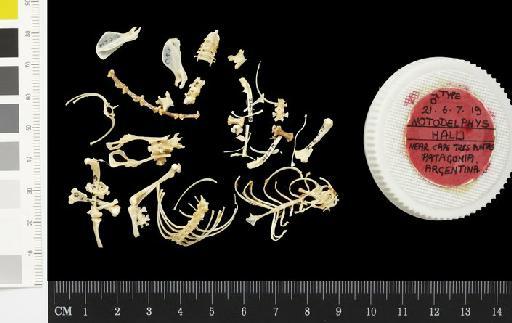 Notodelphis halli Thomas, 1921 - 1921.6.7.19_Skeleton_Skeleton