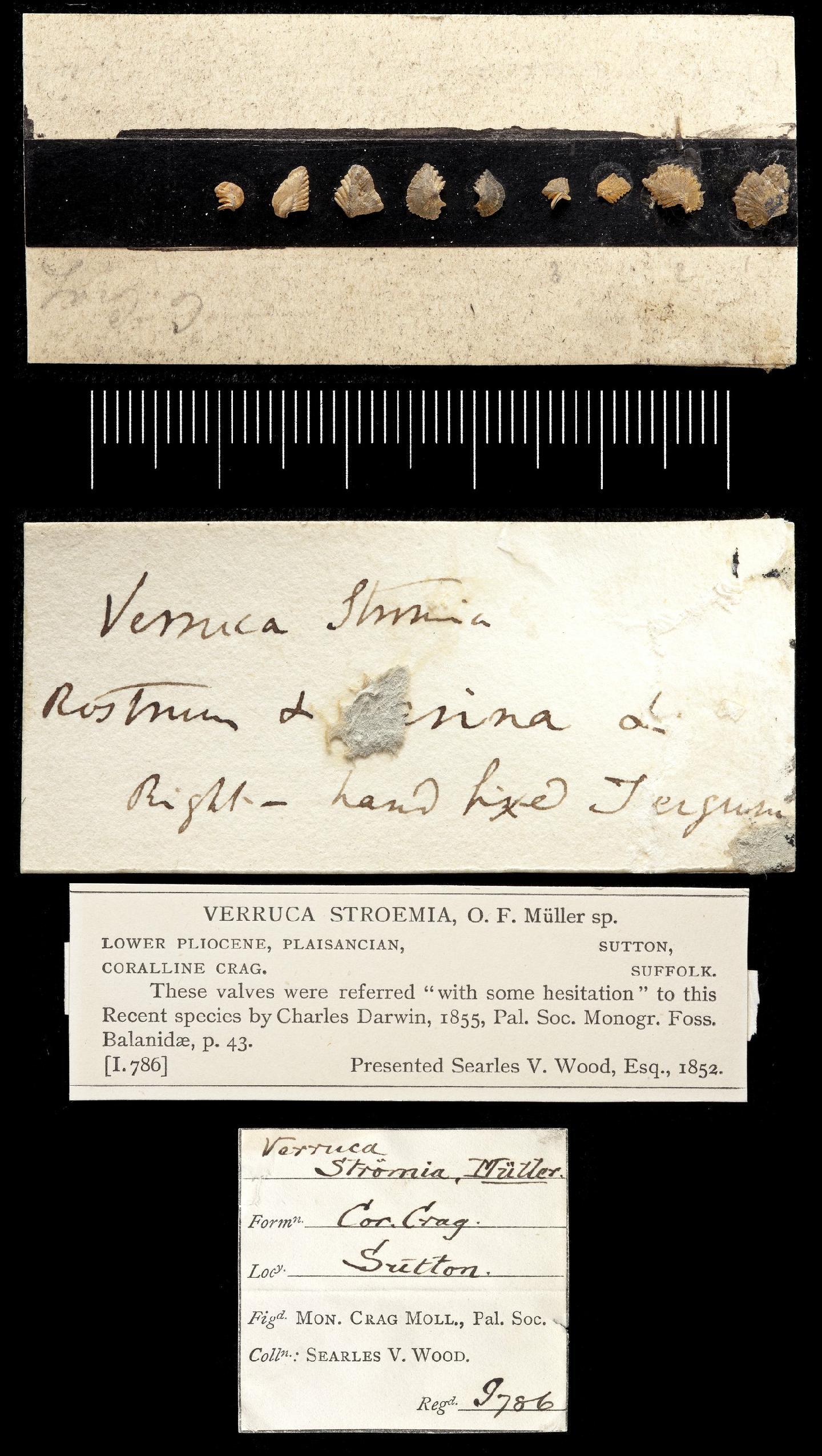 To NHMUK collection (Verruca stroemia (O.F. M�ller, 1776); NHMUK:ecatalogue:2721576)