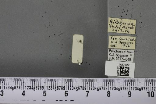 Liriomyza sonchi Hendel, 1931 - BMNHE_1487327_51583