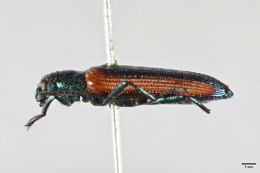 Strongylium varians Champion, 1888 - 014663317_Strongylium_varians_HT_LH