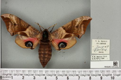 Smerinthus ocellata ab. deroseata Lempke, 1959 - NHMUK_010474919_525263