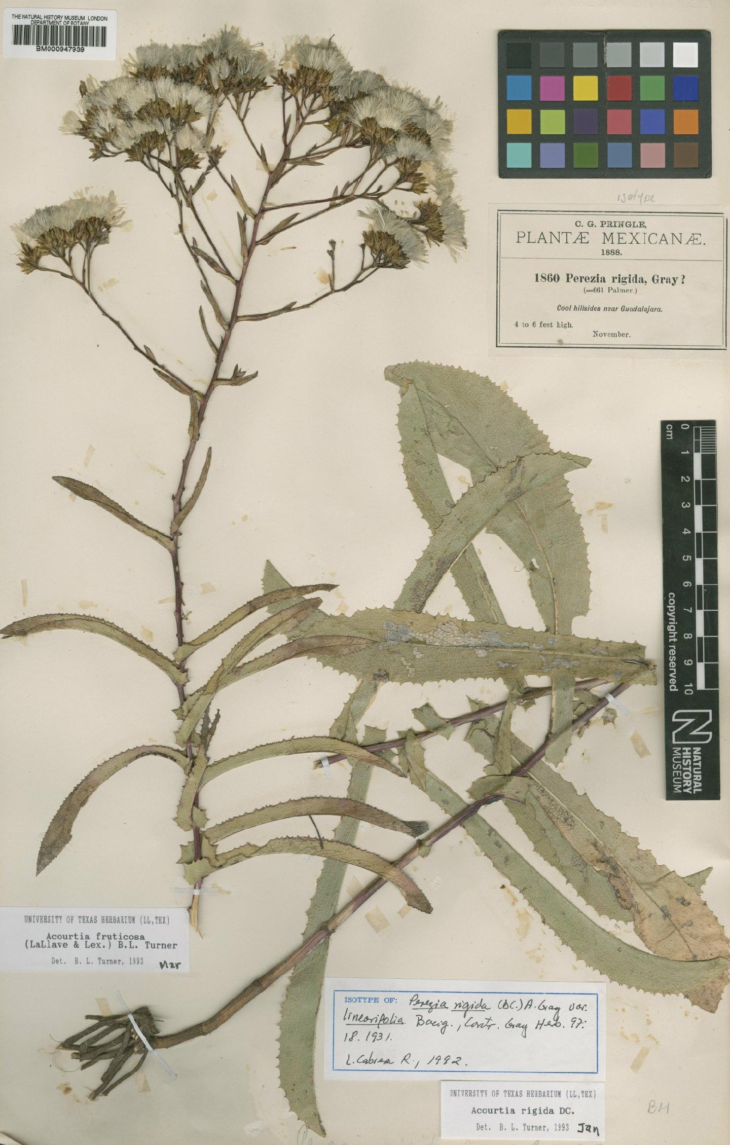 To NHMUK collection (Perezia rigida (DC.) A.Gray; Isotype; NHMUK:ecatalogue:620226)