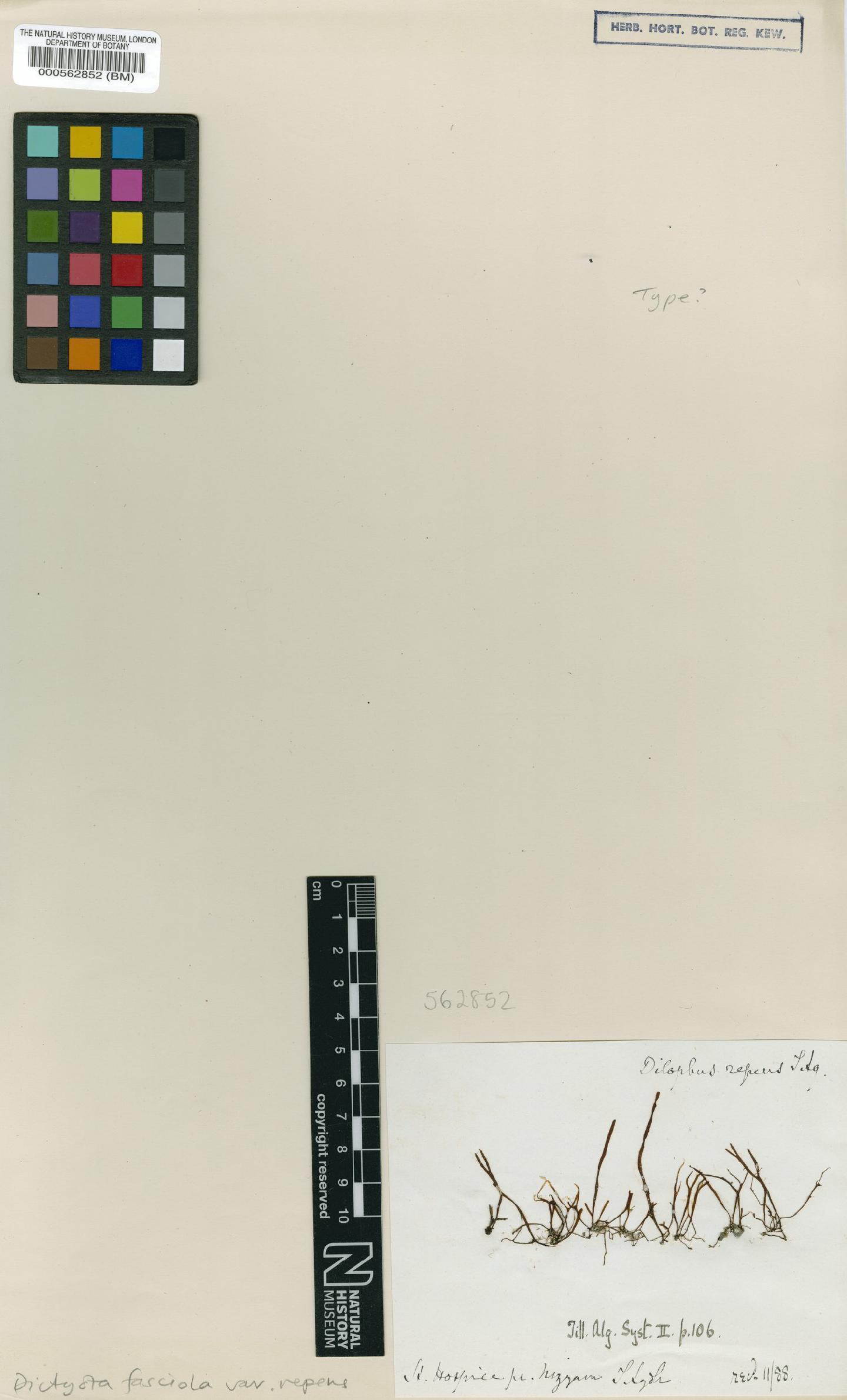 To NHMUK collection (Dictyota fasciola var. repens (Agardh) Ardissone; Isolectotype; NHMUK:ecatalogue:4722094)