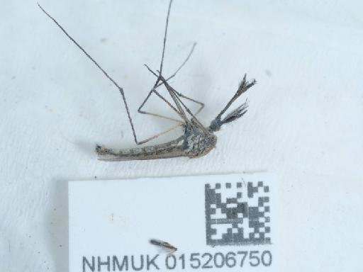 Culiseta (Culiseta) annulata Schrank, 1776 - 015206750_4