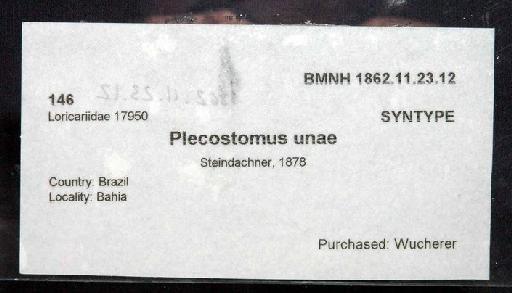 Plecostomus unae Steindachner, 1878 - 1862.11.23.12; Plecostomus unae; image of jar label; ACSI project image