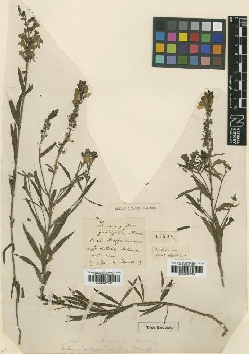 Linaria vulgaris Mill. - BM000997834