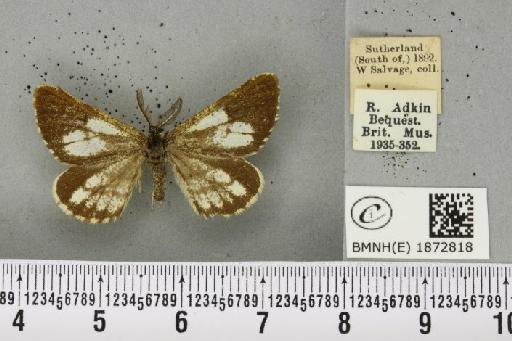 Bupalus piniaria (Linnaeus, 1758) - BMNHE_1872818_488727