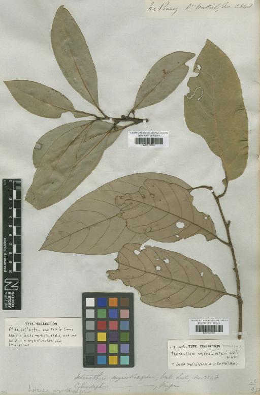 Litsea myristicifolia (Nees) Hook.f. - BM001209862