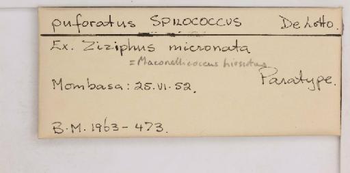 Spilococcus perforatus De Lotto, 1954 - 010715122_additional