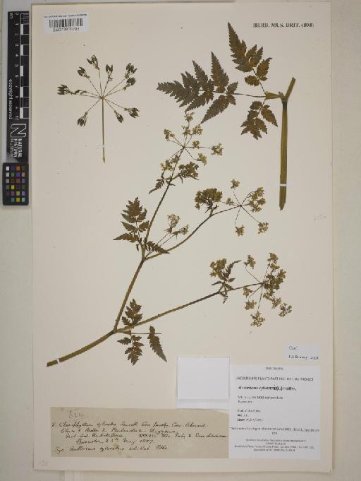 Anthriscus sylvestre (L.) Hoffm. - BM013858703