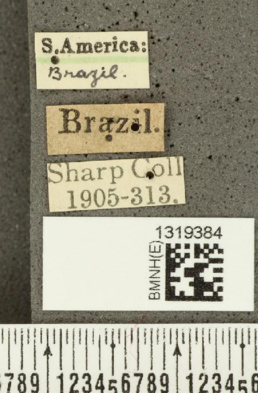 Diabrotica sinuata (Olivier, 1789) - BMNHE_1319384_label_17636