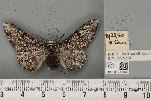 Biston betularia (Linnaeus, 1758) - BMNHE_1842401_411982