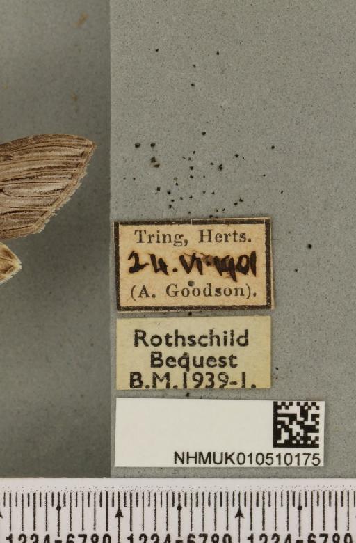 Cucullia umbratica (Linnaeus, 1758) - NHMUK_010510175_label_567896