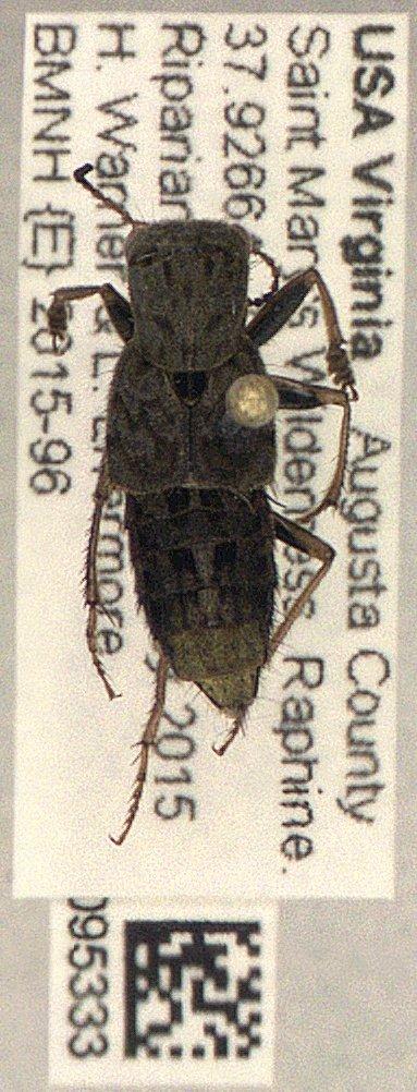 Ontholestes cingulatus (Gravenhorst, 1802) - Ontholestes cingulatus 010095333