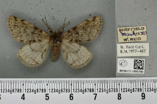Phigalia pilosaria (Denis & Schiffermüller, 1775) - BMNHE_1895780_456662