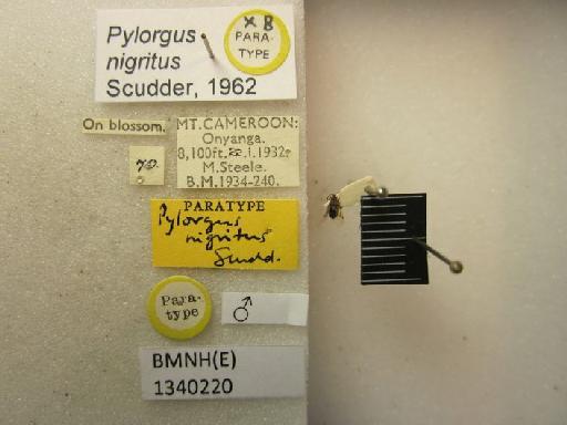 Pylorgus nigritus Scudder, 1962 - Pylorgus nigritus-BMNH(E)1340220-Paratype female dorsal & labels