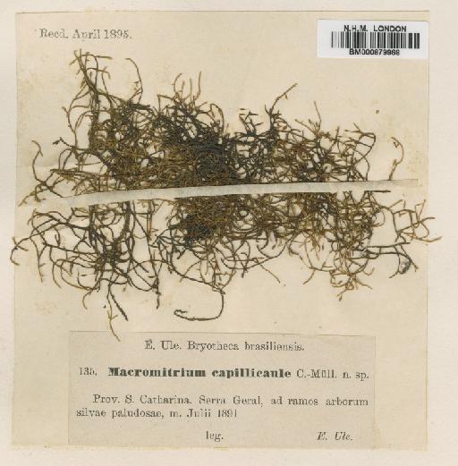 Macrocoma brasiliensis (Mitt.) Vitt - BM000879968