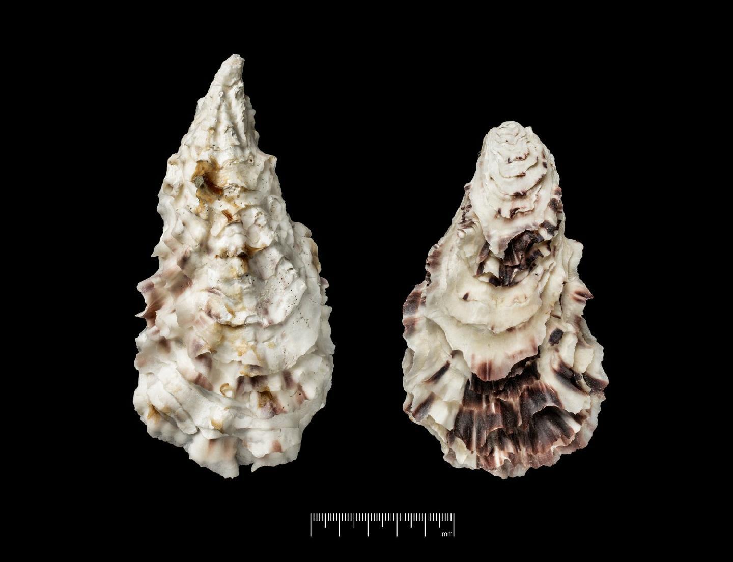 To NHMUK collection (Ostrea talienwhanensis Crosse, 1862; SYNTYPES; NHMUK:ecatalogue:9257578)