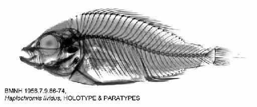 Haplochromis lividus Greenwood, 1956 - BMNH 1956.7.9.66-74, Haplochromis lividus, HOLOTYPE & PARATYPES, Radiograph (1/2)