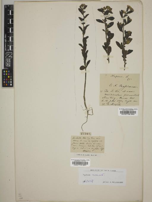 Brassicaceae Burnett - BM000537449