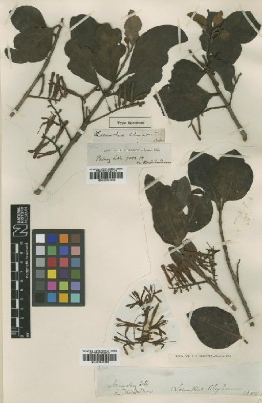 Helixanthera cleghornii (Bedd.) Danser - BM000951252