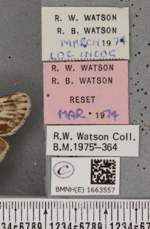 Coscinia cribraria bivittata (South, 1900) - BMNHE_1663557_label_283286