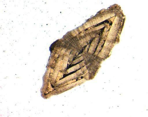 Nummulites thalicus Davies, 1927 - P38691_Nummulites_thalicus_1_ax_5.0.jpg