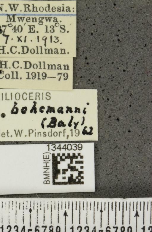 Lilioceris (Lilioceris) bohemani (Baly, 1863) - BMNHE_1344039_label_14575