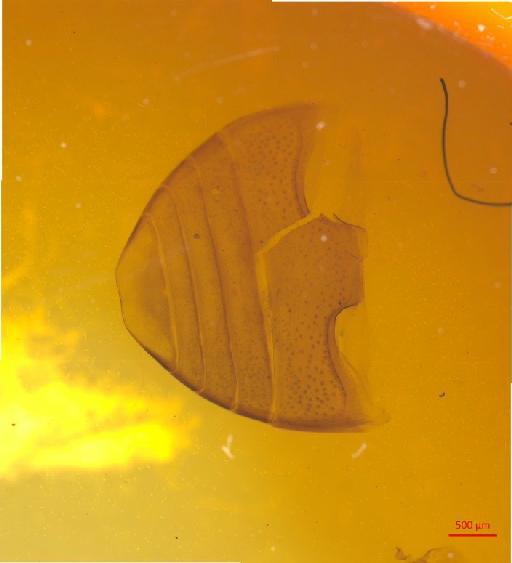 Phaedonia circumcincta (Sahlberg, C.R., 1829) - 010131424___3