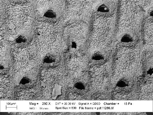 Manzonella neogenica (Buge) - PI D 6940 - Manzonella [Thalamoporella] neogenica