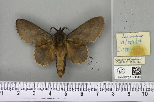 Gastropacha quercifolia (Linnaeus, 1758) - BMNHE_1521418_198489