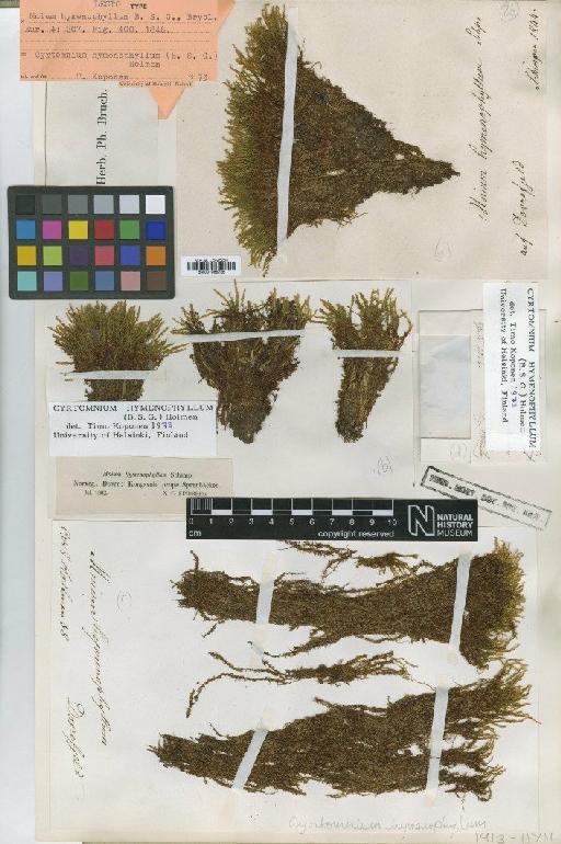 Cyrtomnium hymenophyllum (Bruch, Schimp. & W.Gümbel) Holmen - BM001086726_a