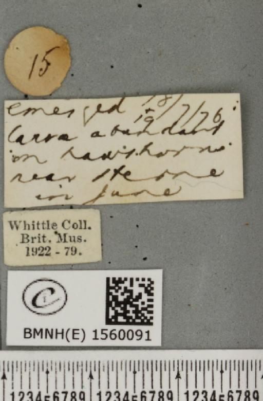 Euproctis chrysorrhoea (Linnaeus, 1758) - BMNHE_1560091_label_253106