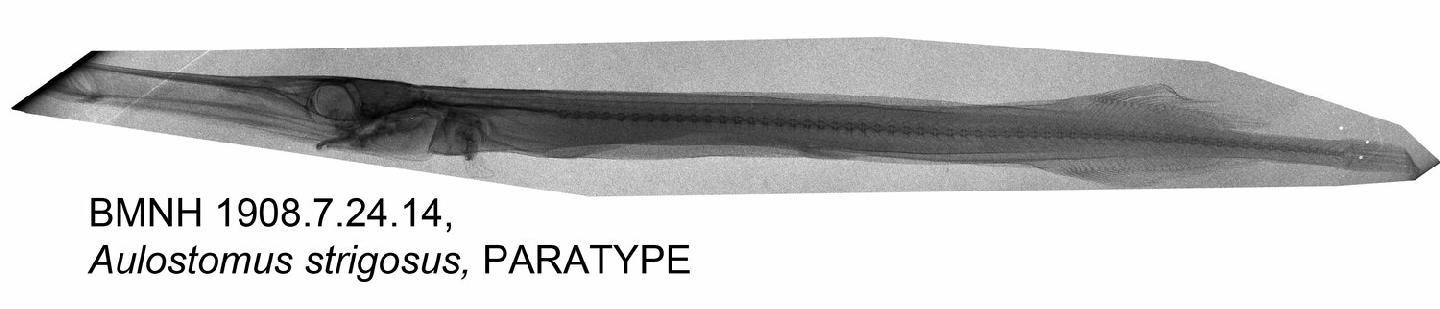 To NHMUK collection (Aulostomus strigosus Wheeler, 1955; PARATYPE; NHMUK:ecatalogue:3130268)