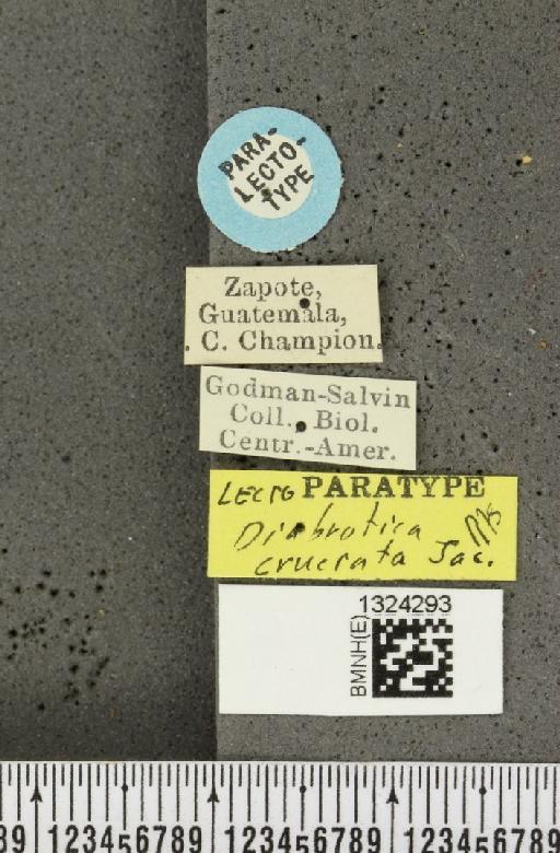 Paratriarius cruciatus (Jacoby, 1887) - BMNHE_1324293_label_21594