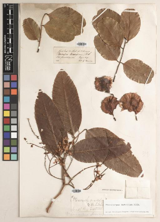 Pterocarpus marsupium Roxb. - BM010758454