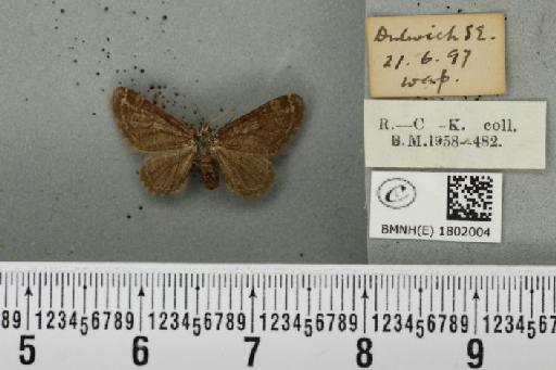 Pasiphila rectangulata ab. nigrosericeata Haworth, 1809 - BMNHE_1802004_378059