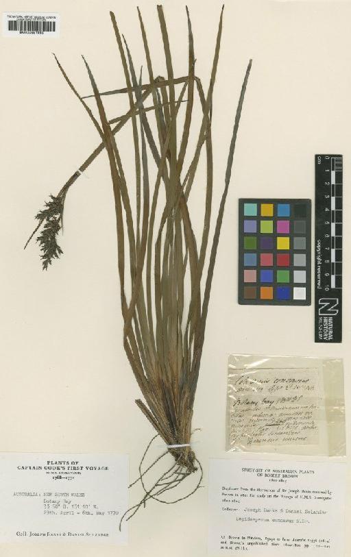 Lepidosperma concavum R.Br. - BM000991085