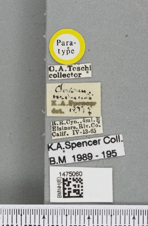 Chromatomyia mimuli Spencer, 1981 - BMNHE_1475060_label_48569