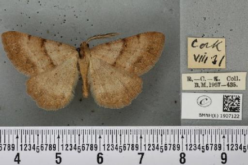 Selidosema brunnearia scandinaviaria Staudinger, 1901 - BMNHE_1907122_471570