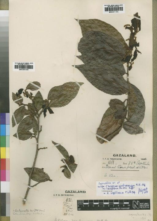 Antidesma vogelianum Müll.Arg. - BM000911053