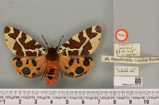 Arctia caja ab. fuscorhabda Smith, 1958 - NHMUK_010416178_528460