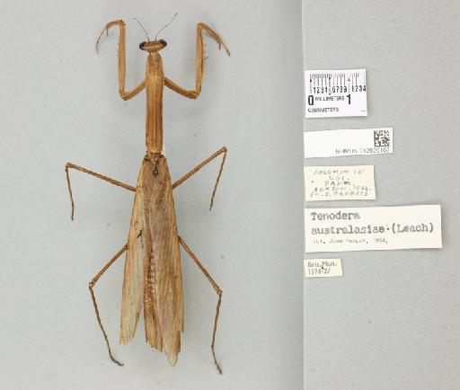 Tenodera australasiae (Leach, 1814) - 012500107_72973_89392