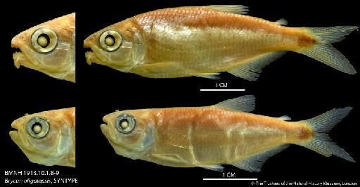 Brycon oligolepis Regan, 1913 - BMNH 1913.10.1.8-9 Brycon oligolepis, SYNTYPE