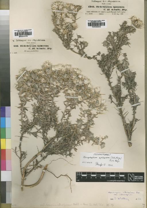 Gnaphalium spinosum (Sch.Bip.) Sch.Bip. - BM000924059