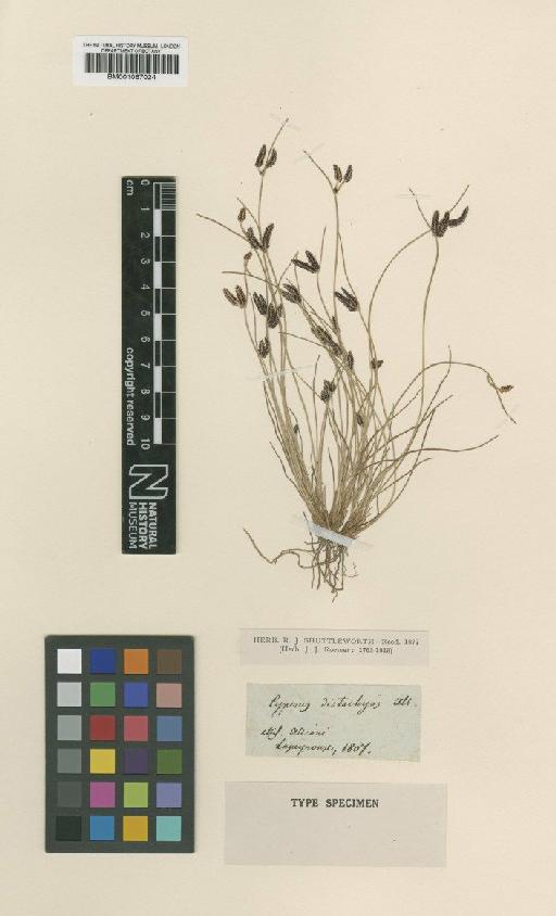 Cyperus laevigatus subsp. distachyos (All.) Maire & Weiller - BM001067024